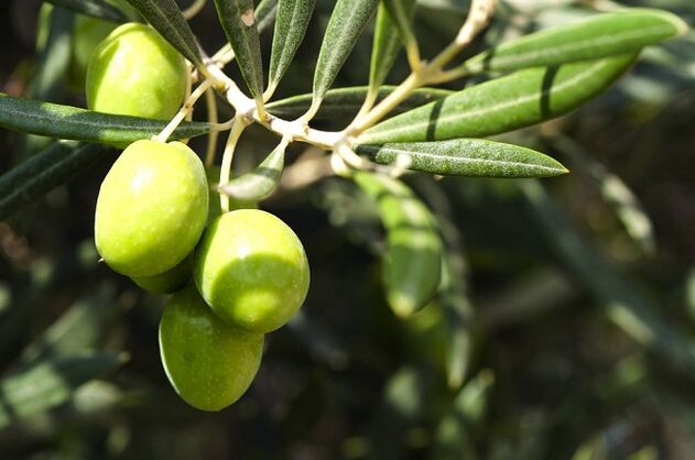 manfaat makan buah zaitun pada diet ketogenik